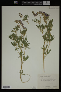 Lupinus argenteus image