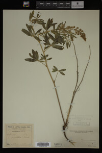 Lupinus argenteus image