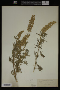 Lupinus argenteus image