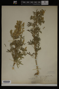 Lupinus argenteus image