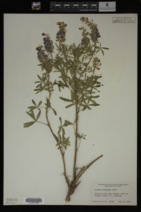 Lupinus argenteus image