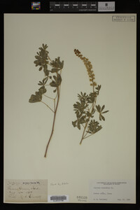 Lupinus argenteus image