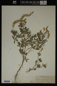 Lupinus argenteus image