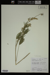 Lupinus argenteus image