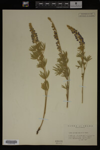 Lupinus argenteus image