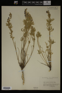 Lupinus argenteus image