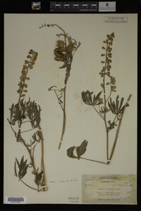 Lupinus argenteus image