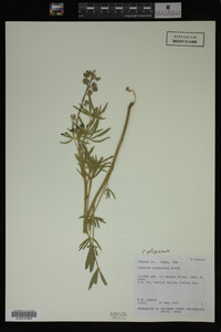Lupinus argenteus image
