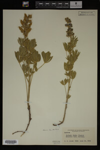 Lupinus argenteus image