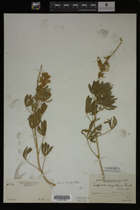 Lupinus argenteus image