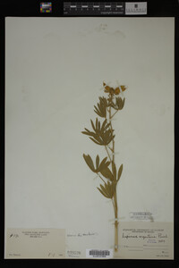 Lupinus argenteus image