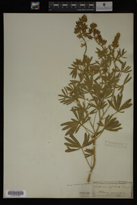 Lupinus argenteus image
