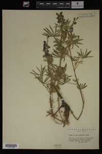 Lupinus argenteus image