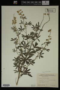 Lupinus argenteus image
