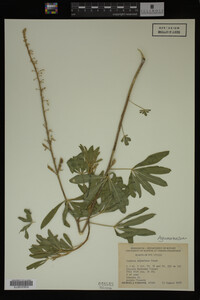 Lupinus argenteus image