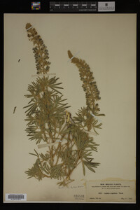 Lupinus argenteus image