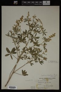 Lupinus argenteus image