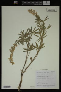 Lupinus argenteus image