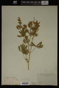 Lupinus argenteus image