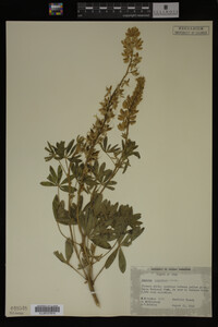 Lupinus argenteus image