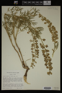 Lupinus argenteus image