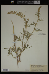 Lupinus argenteus image