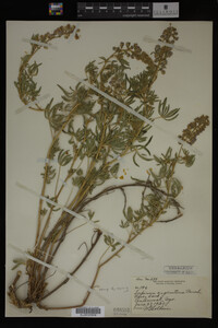 Lupinus argenteus image