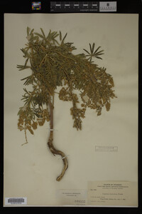 Lupinus argenteus image