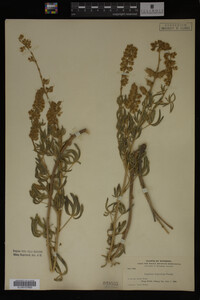 Lupinus argenteus image