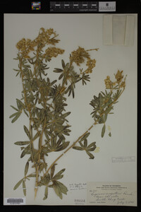Lupinus argenteus image