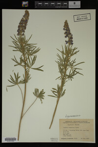 Lupinus argenteus image