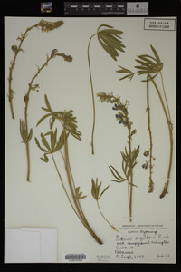 Lupinus argenteus image