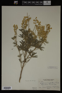 Lupinus argenteus image