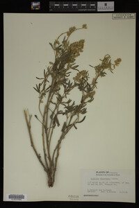 Lupinus argenteus image