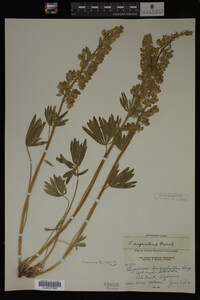 Lupinus argenteus image