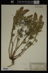Lupinus argenteus image