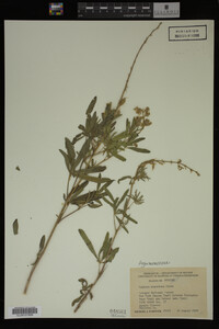 Lupinus argenteus image