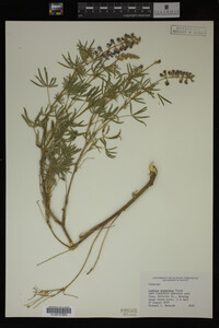 Lupinus argenteus image