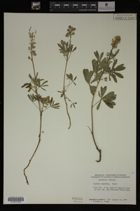 Lupinus argenteus image