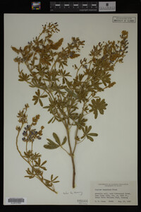 Lupinus argenteus image