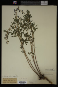 Lupinus argenteus image