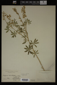 Lupinus argenteus image