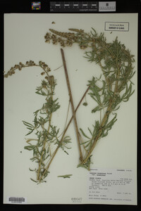 Lupinus argenteus image