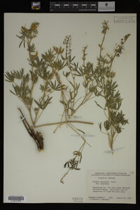 Lupinus argenteus image