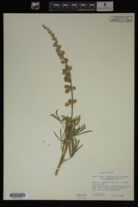 Lupinus argenteus image