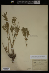 Lupinus argenteus image
