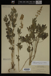 Lupinus argenteus image