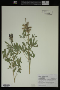 Lupinus argenteus image