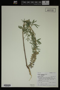 Lupinus argenteus image