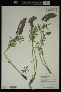 Lupinus argenteus image